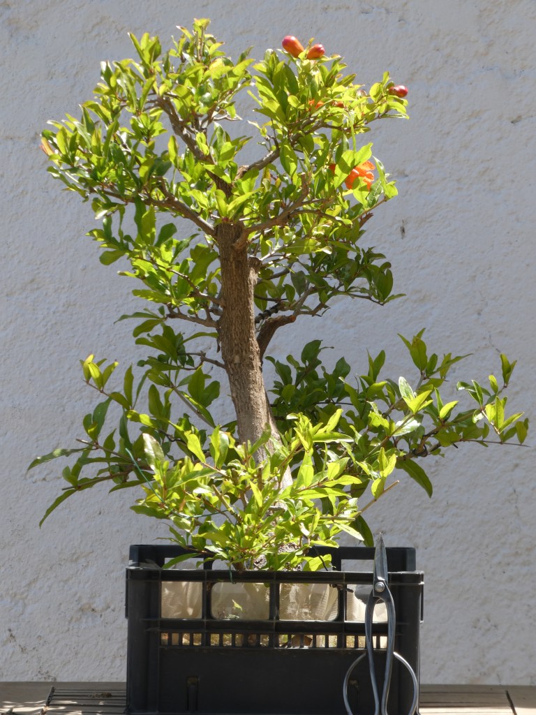 Punica granatum (granado)