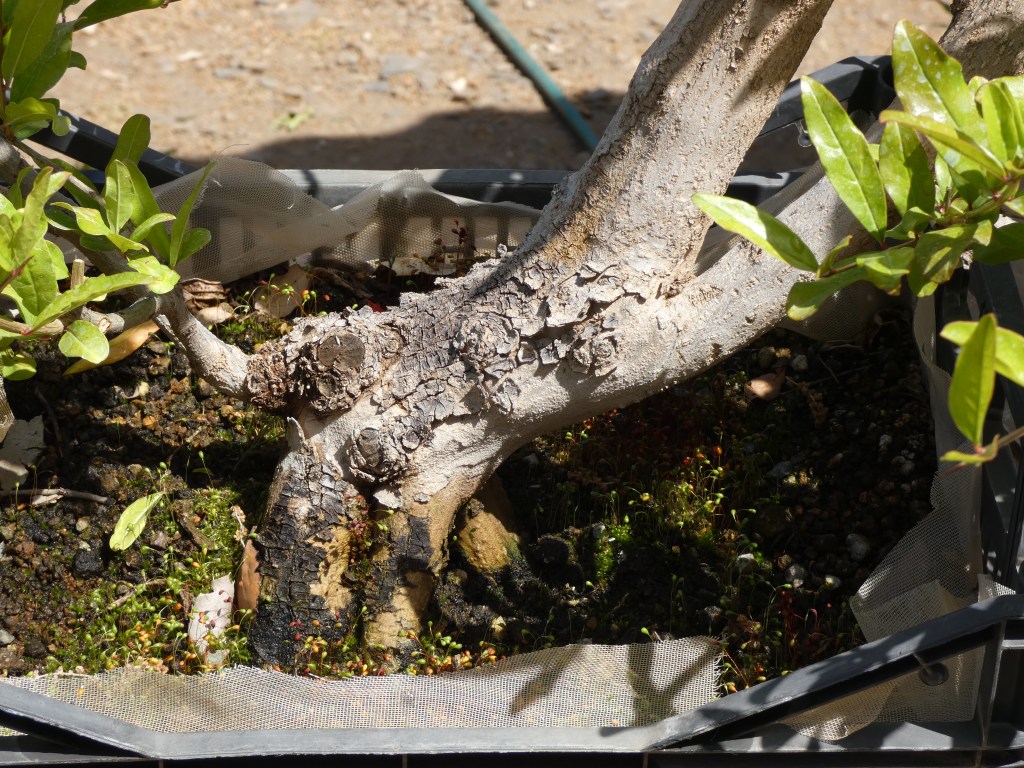 Punica granatum (granado)