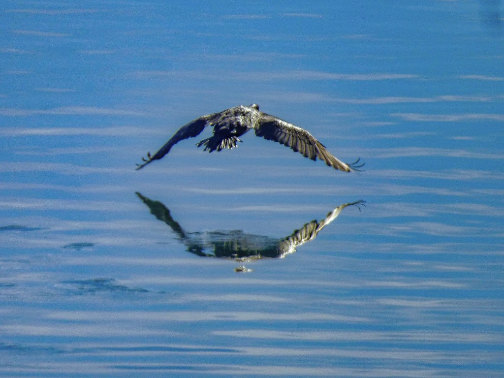 Cormorán grande (Phalacrocorax carbo)