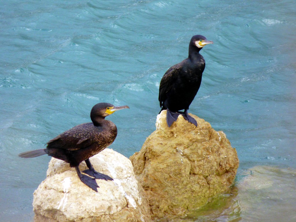 Cormorán grande (Phalacrocorax carbo)