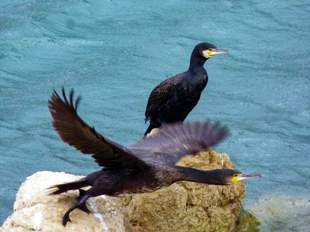 Cormorán grande (Phalacrocorax carbo)
