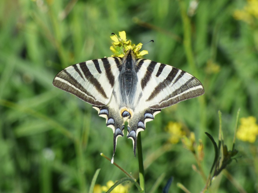 Chupaleches (Iphiclides feisthamelii)