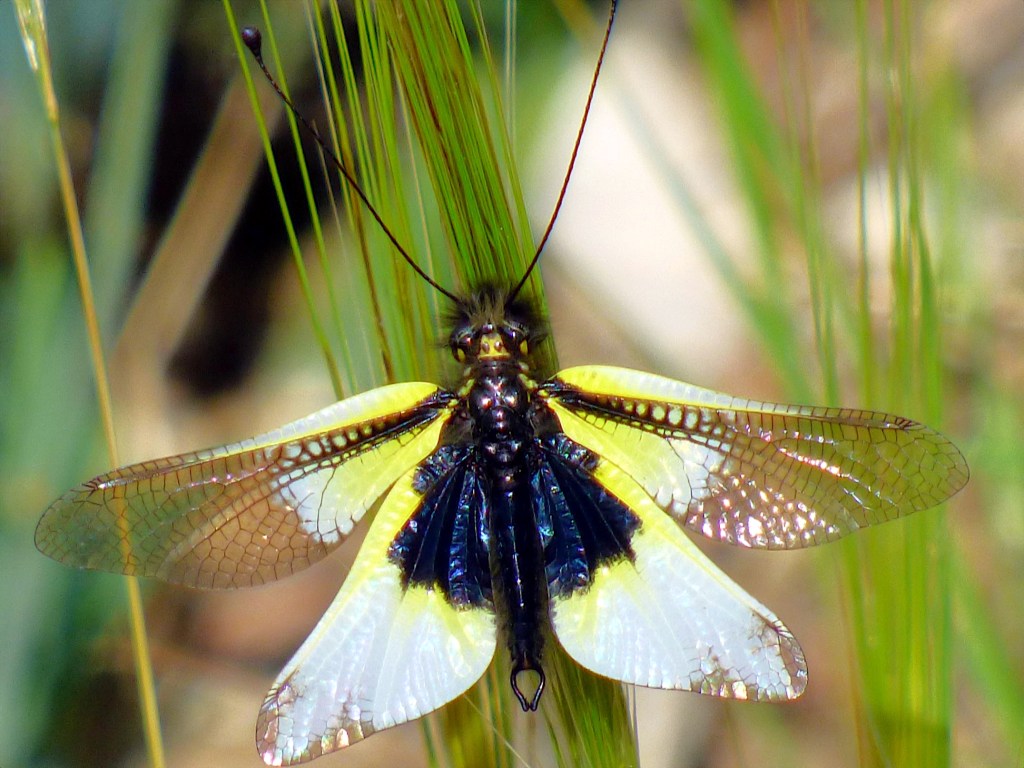 Ascaláfido (Libelloides baeticus)