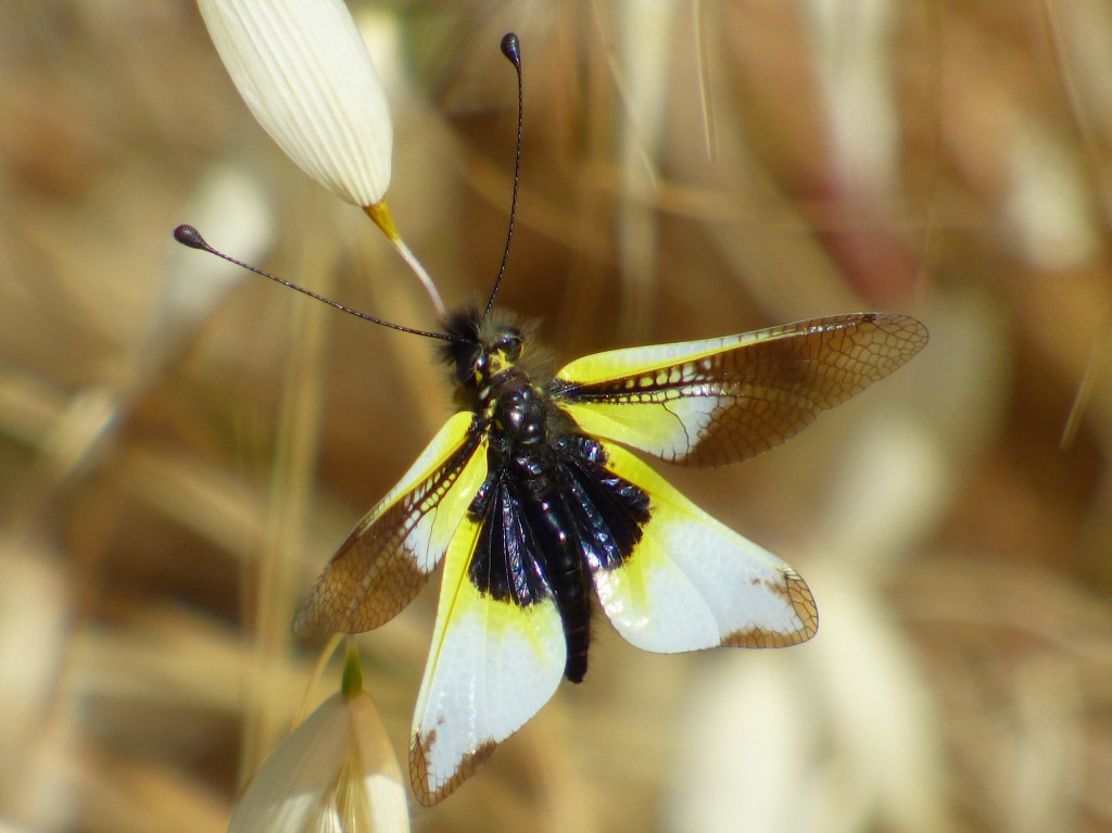 Ascaláfido (Libelloides baeticus)