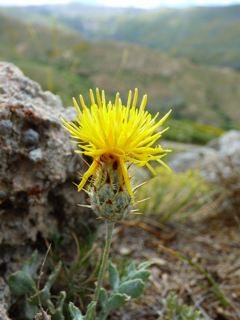 Flor de árnica (Centaurea granatensis)
