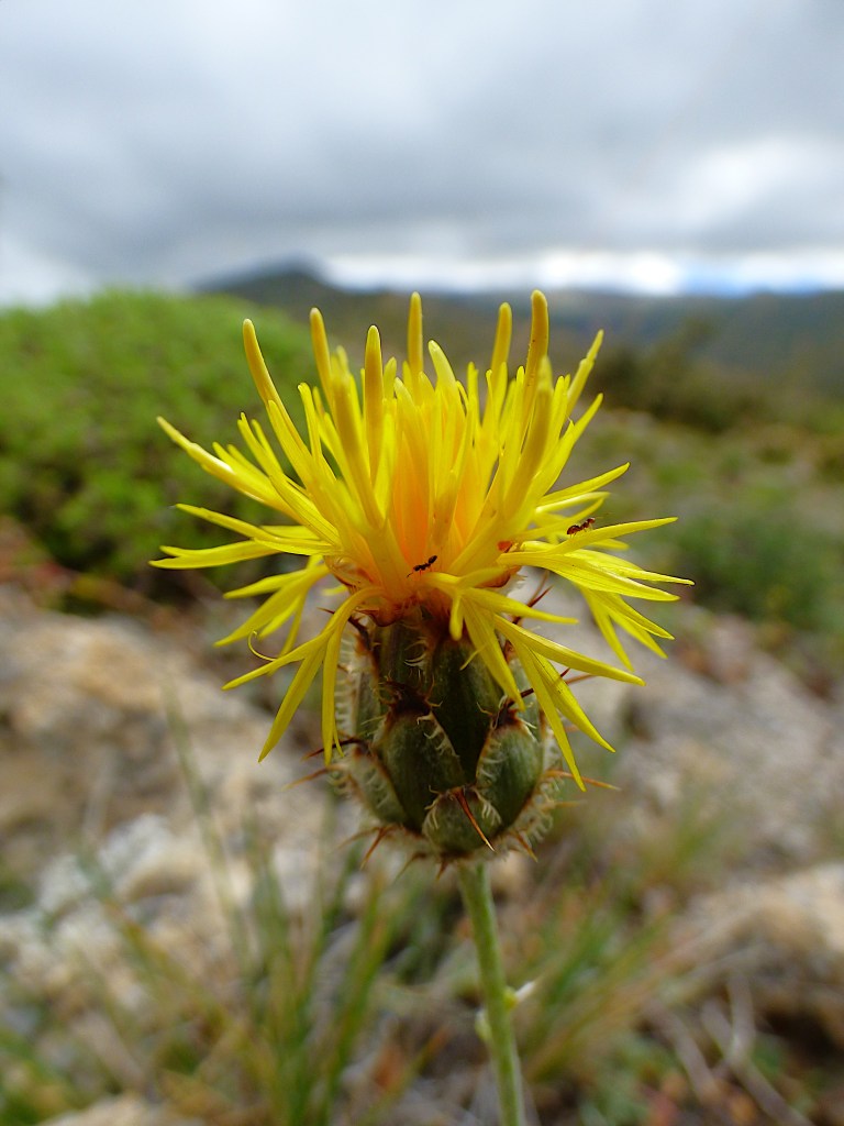 Flor de árnica (Centaurea granatensis)