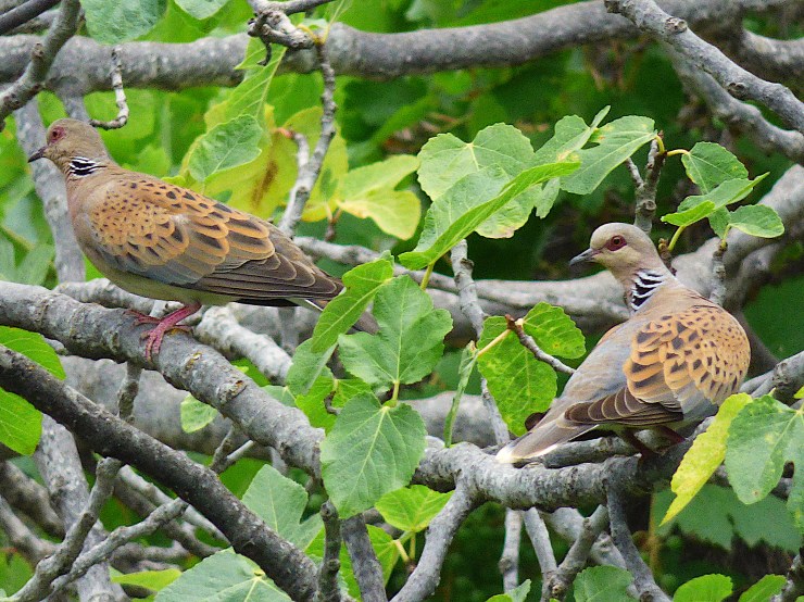 Tórtola europea (Streptopelia turtur)