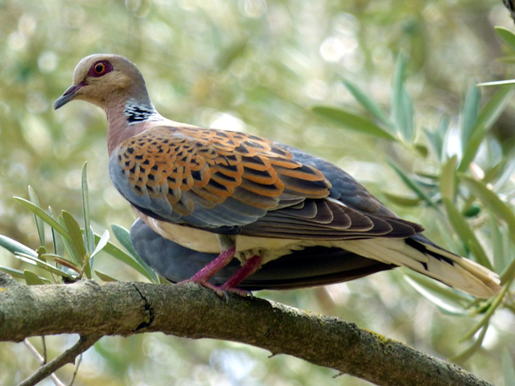 Tórtola europea (Streptopelia turtur)