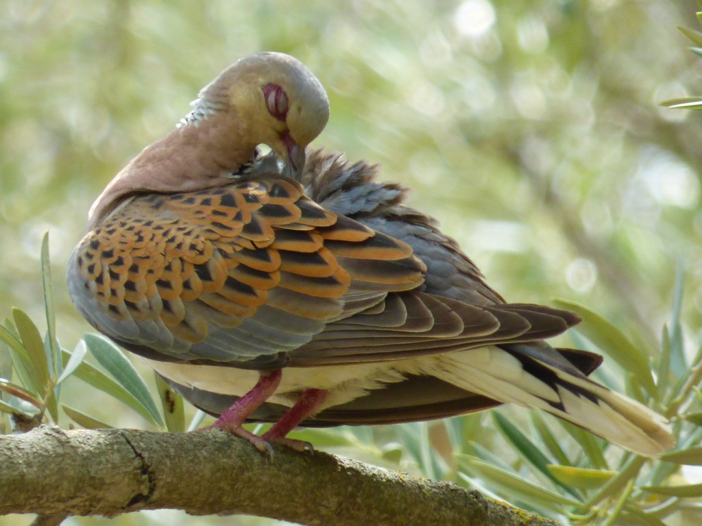 Tórtola europea (Streptopelia turtur)