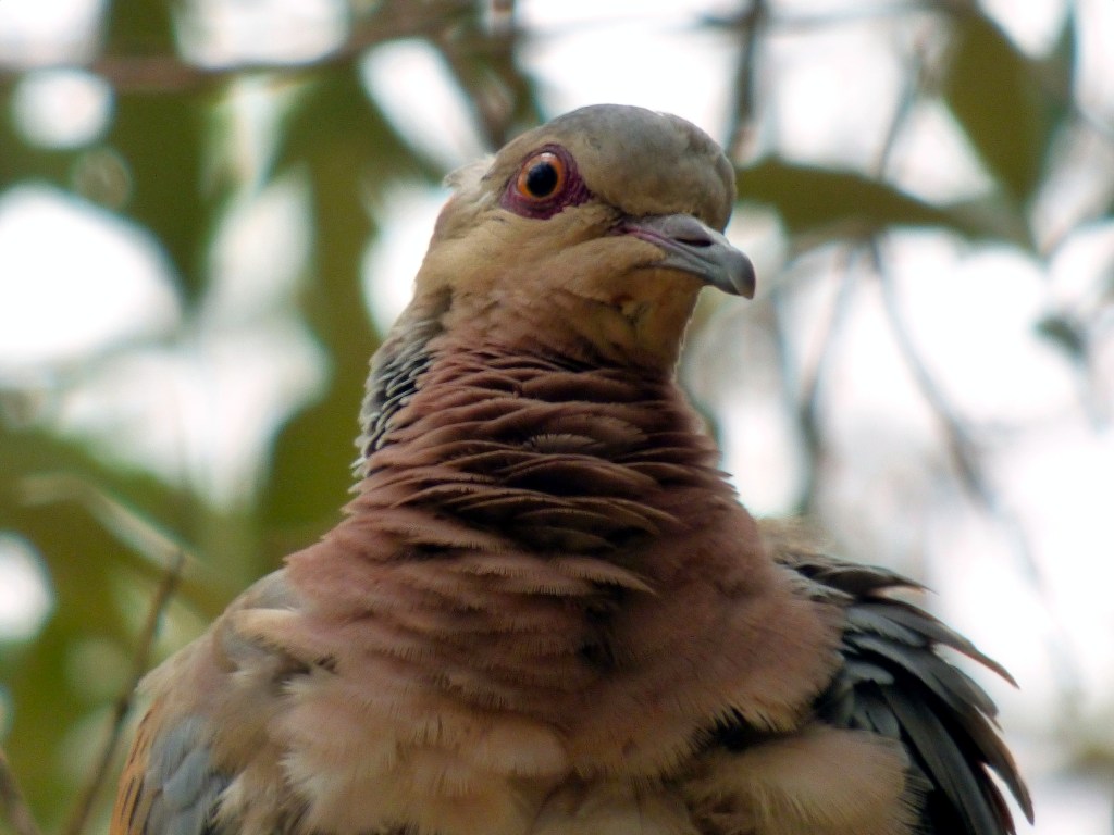 Tórtola europea (Streptopelia turtur)