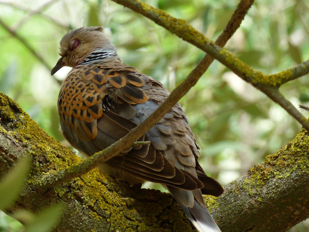 Tórtola europea (Streptopelia turtur)