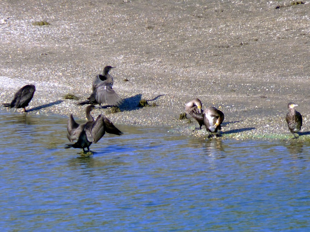 Cormorán grande (Phalacrocorax carbo)