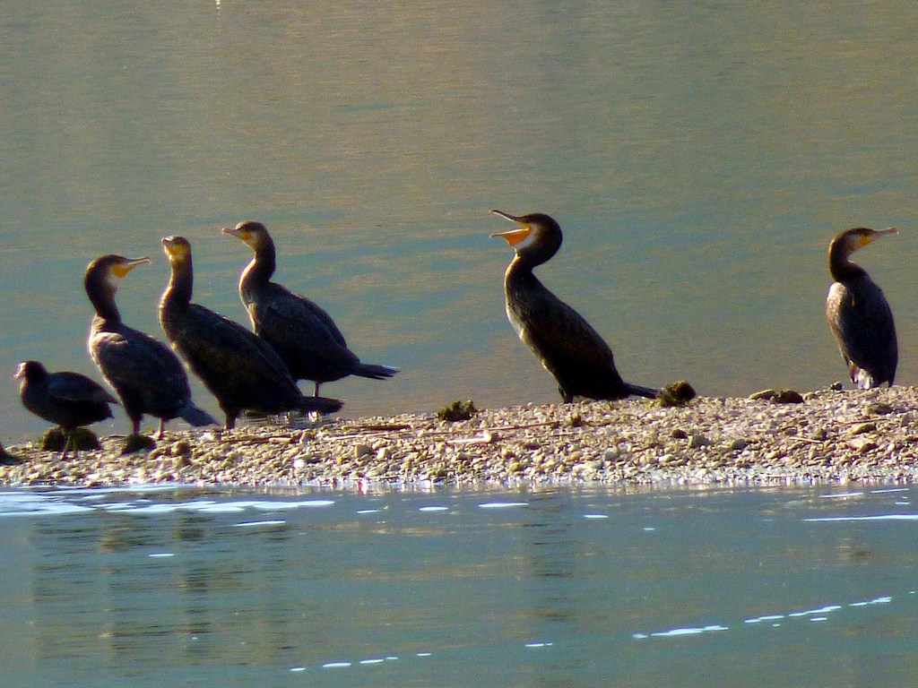 Cormorán grande (Phalacrocorax carbo)