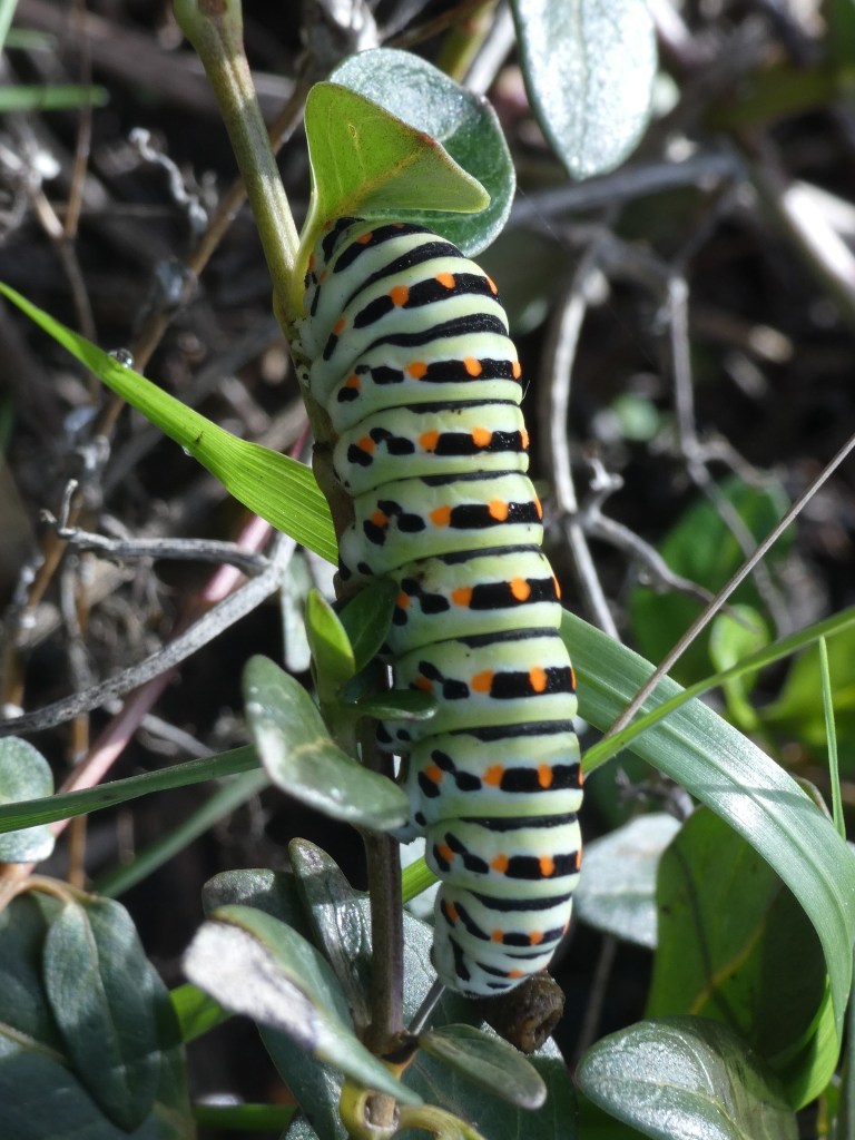 Oruga de Macaón (Papilio machaon)