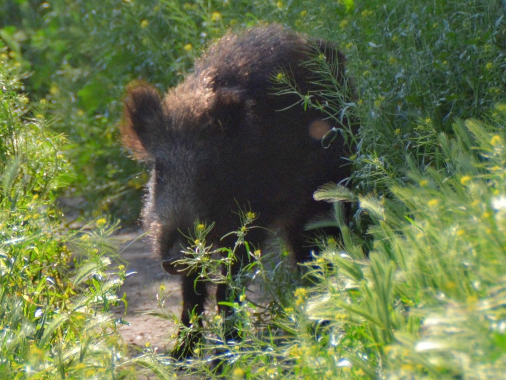 Jabalí (Sus scrofa)