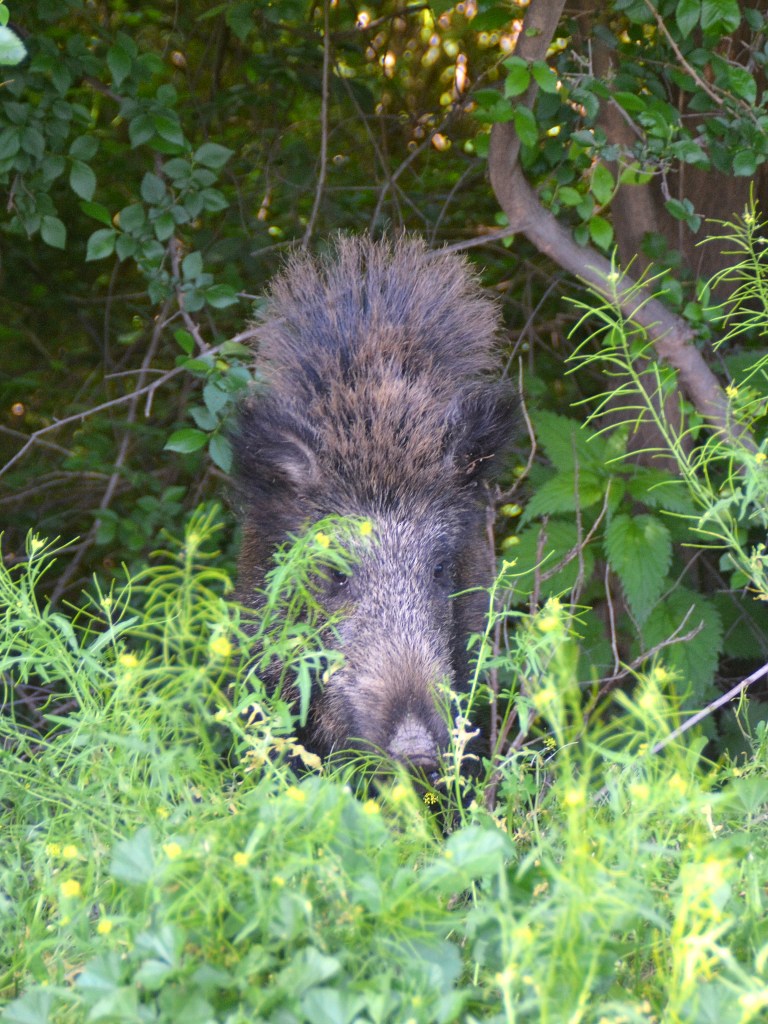 Jabalí (Sus scrofa)