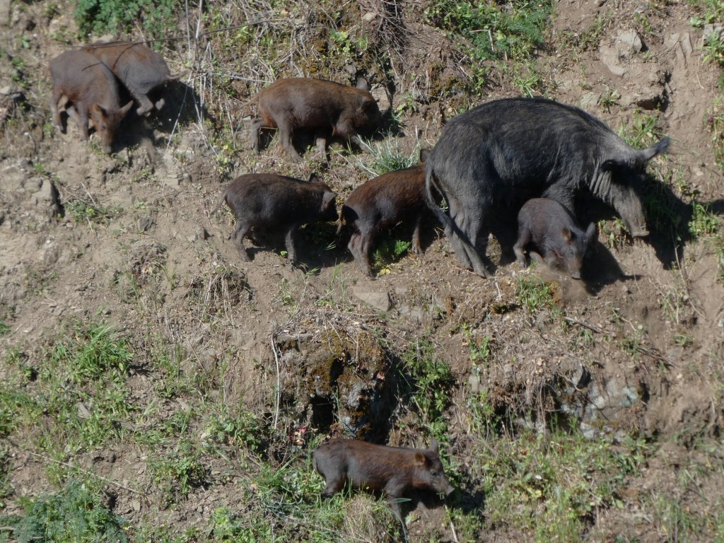 Jabalí (Sus scrofa)