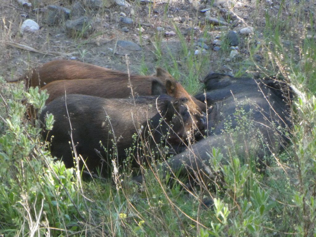 Jabalí (Sus scrofa)