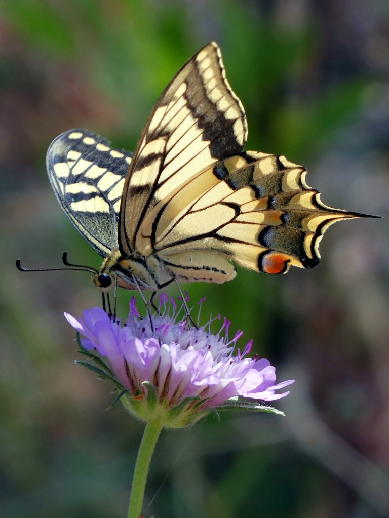 Macaón (Papilio machaon)