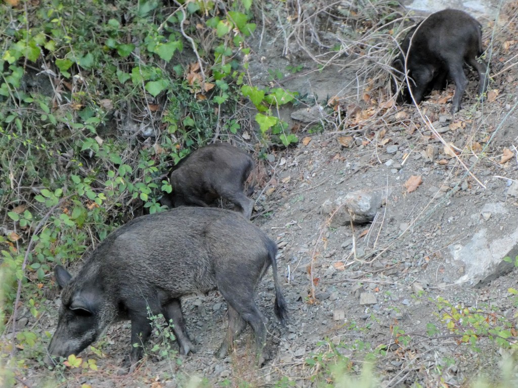Jabalí (Sus scrofa)