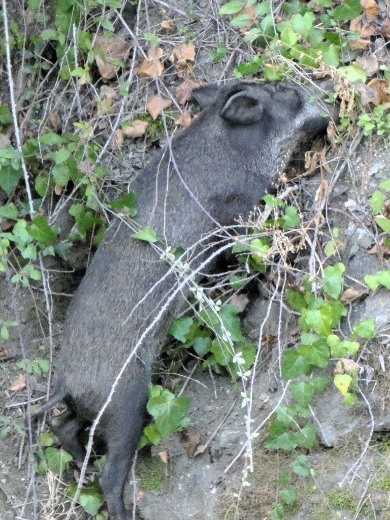 Jabalí (Sus scrofa)