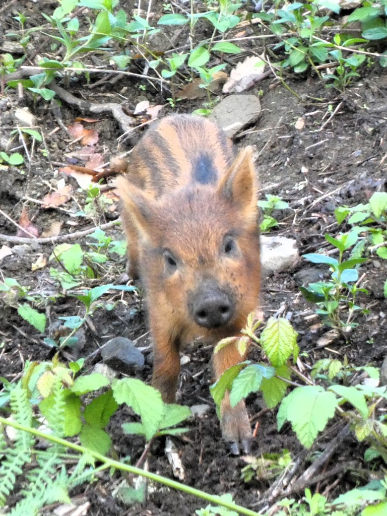 Jabalí (Sus scrofa)
