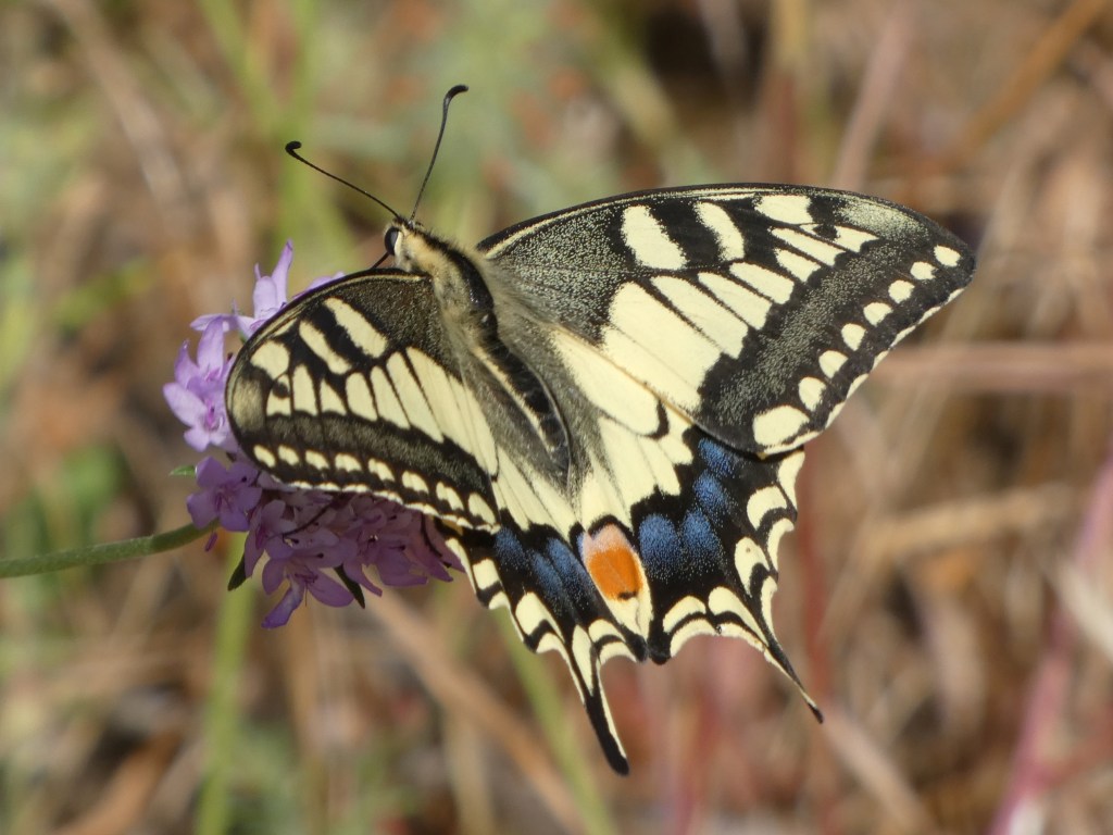 Macaón (Papilio machaon)