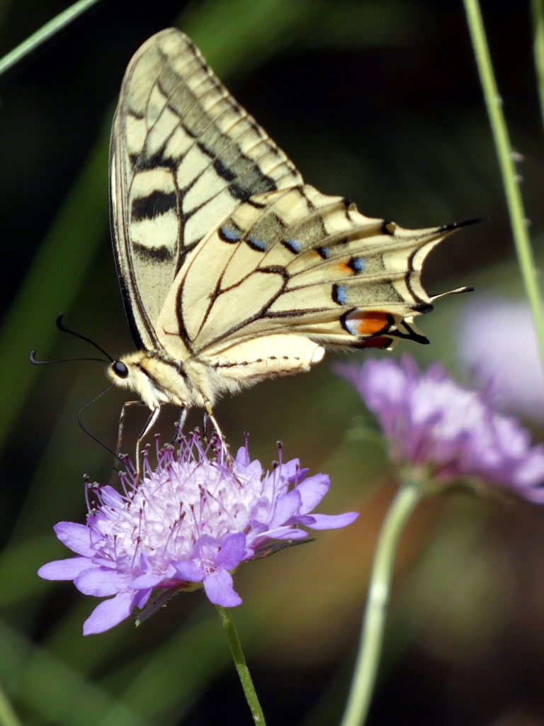Macaón (Papilio machaon)