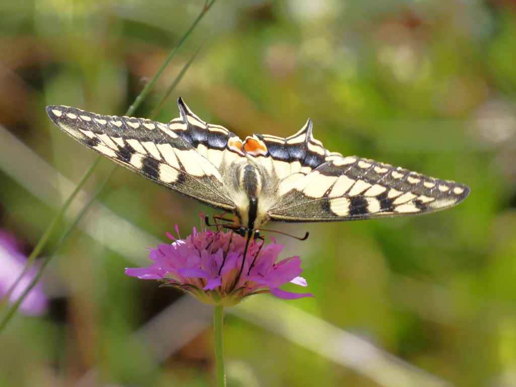 Macaón (Papilio machaon)