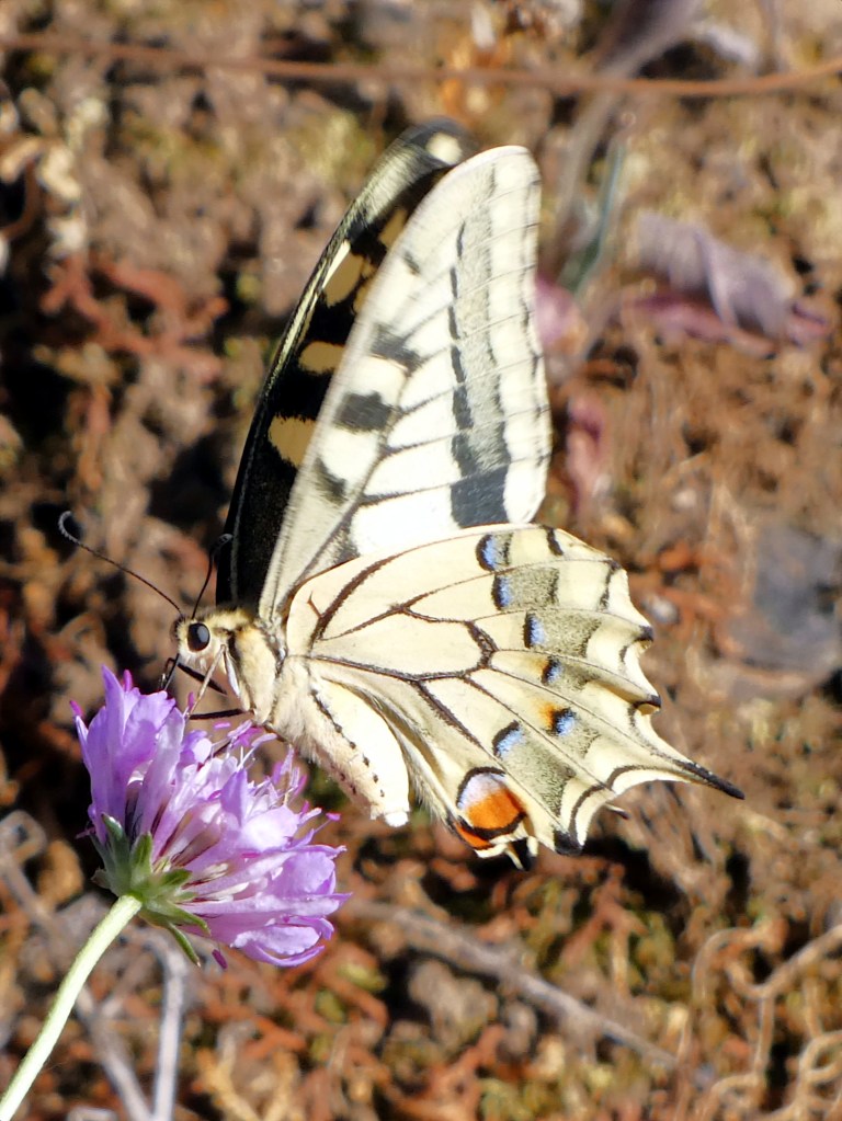 Macaón (Papilio machaon)