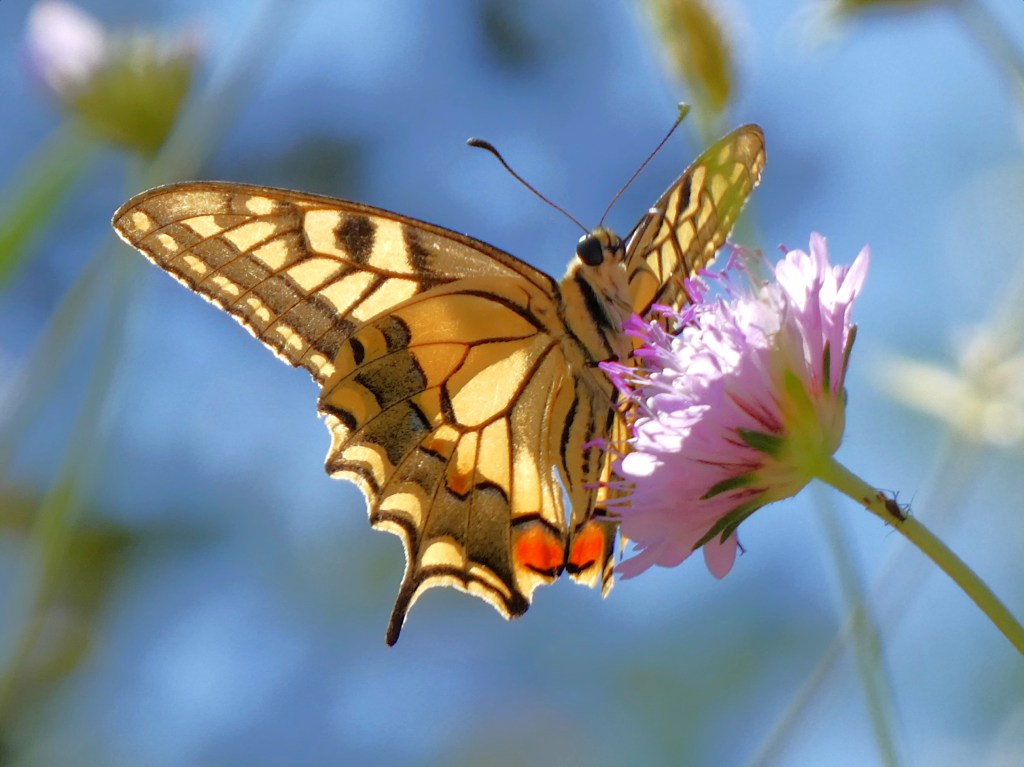 Macaón (Papilio machaon)