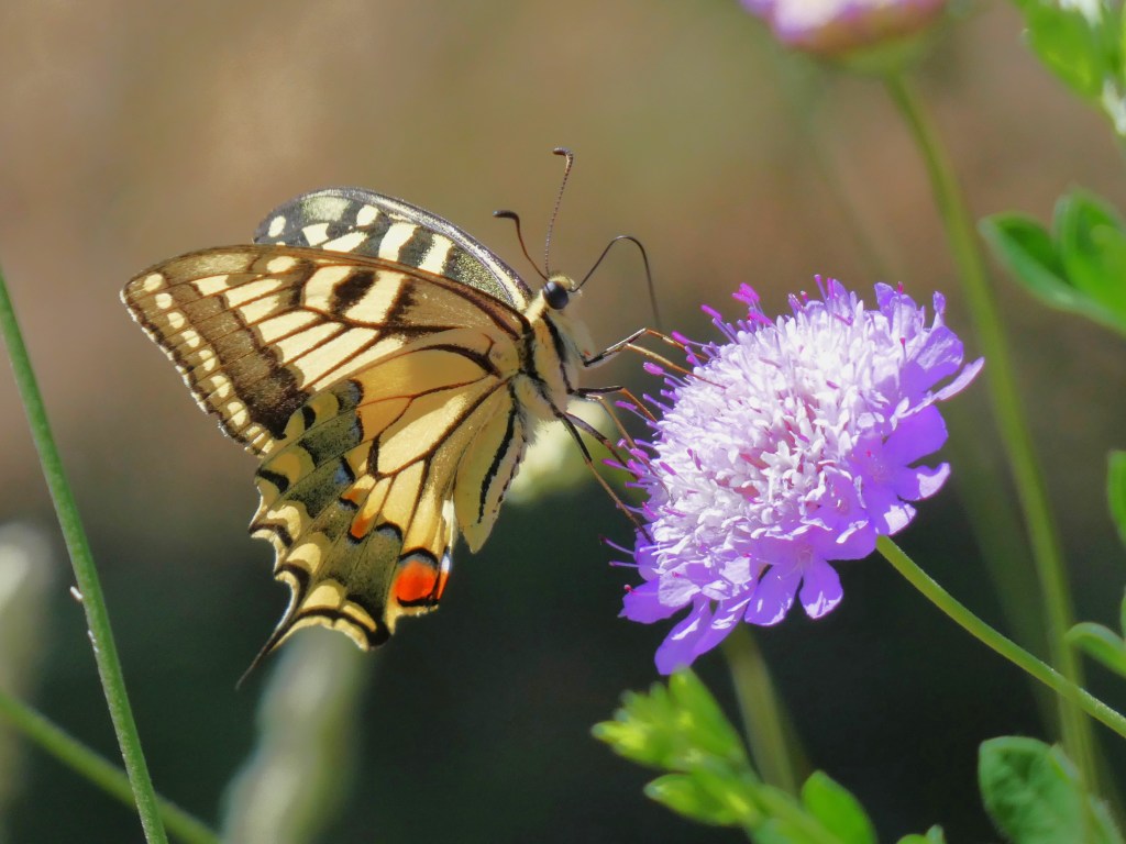 Macaón (Papilio machaon)