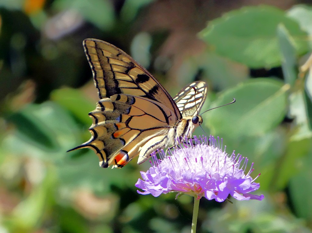 Macaón (Papilio machaon)