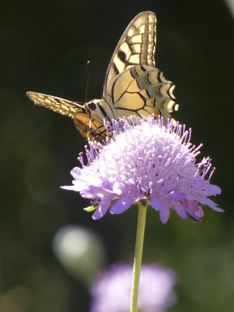 Macaón (Papilio machaon)