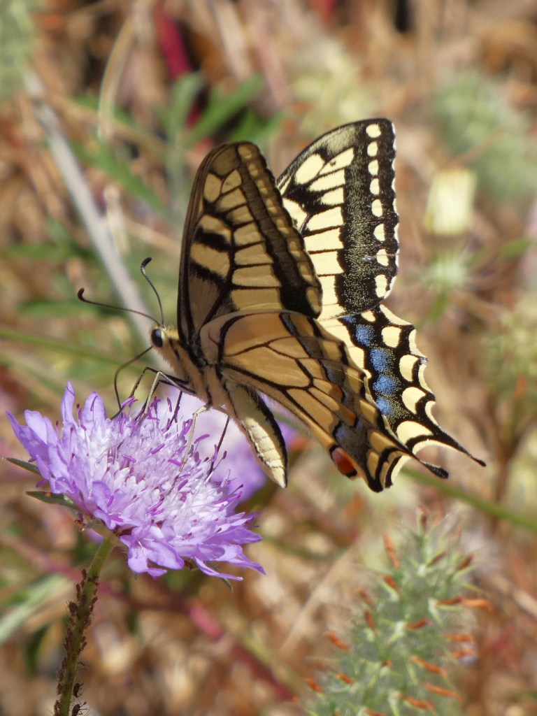 Macaón (Papilio machaon)