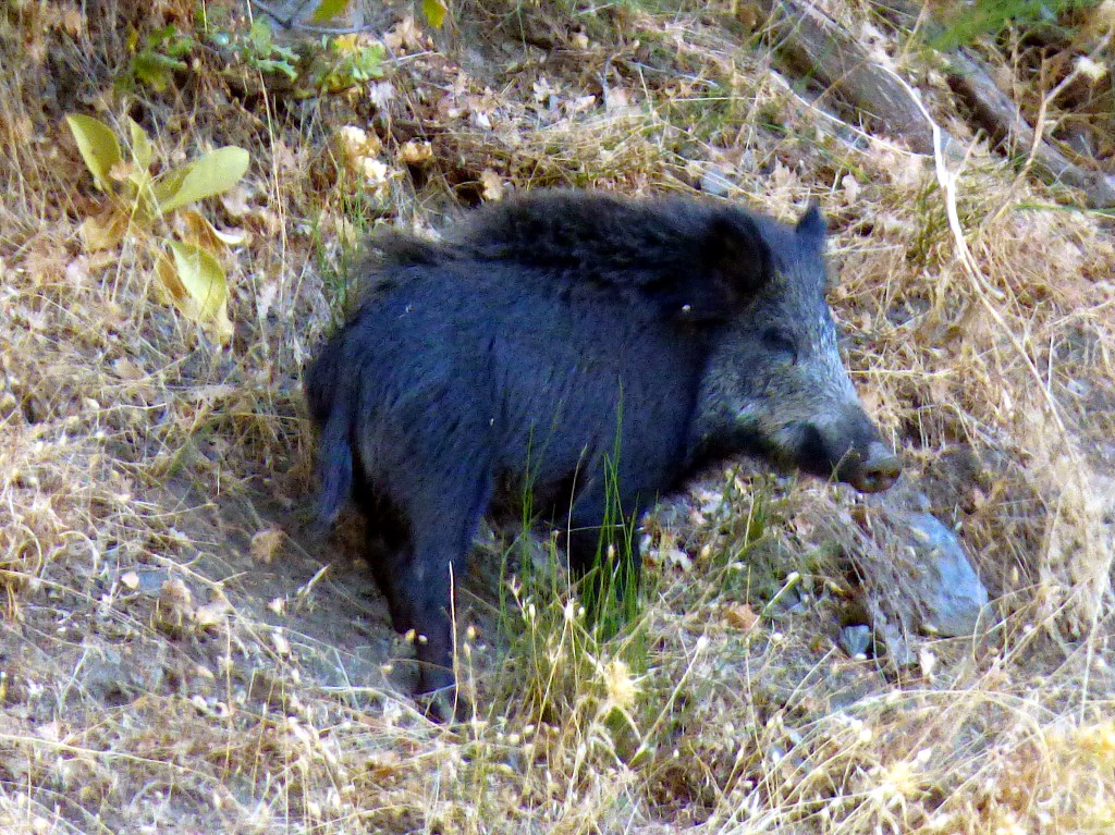 Jabalí (Sus scrofa)