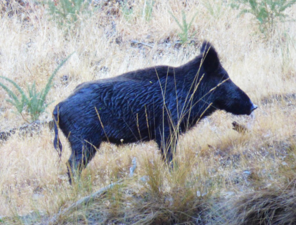 Jabalí (Sus scrofa)