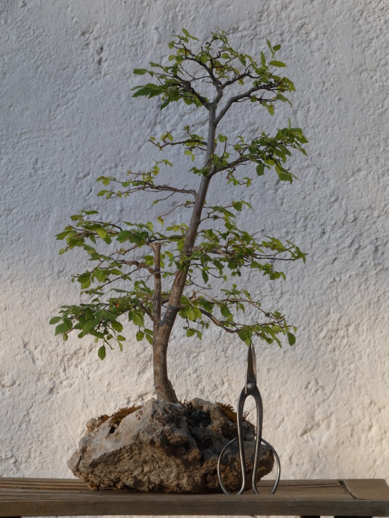 Ulmus minor (olmo común)