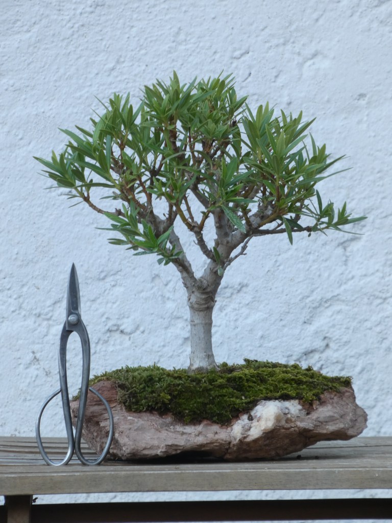 Nerium oleander nana