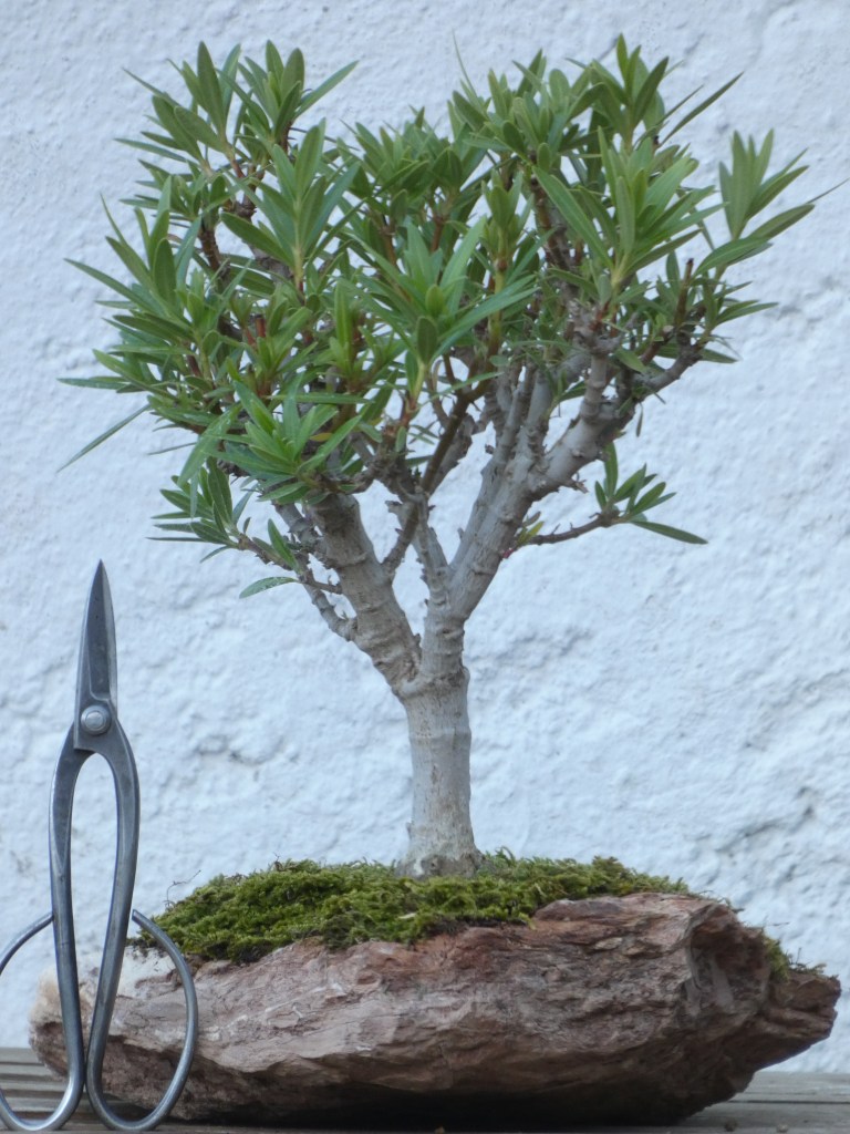 Nerium oleander nana