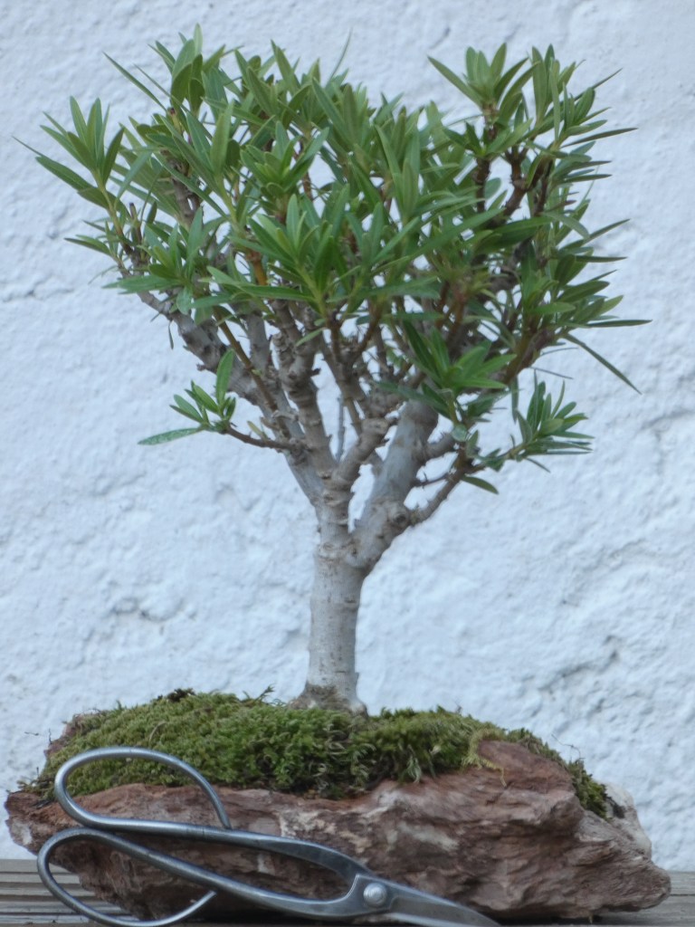 Nerium oleander nana