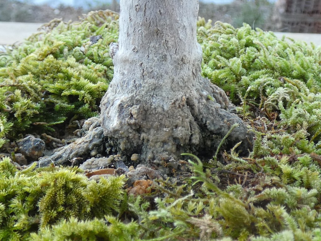 Nerium oleander nana